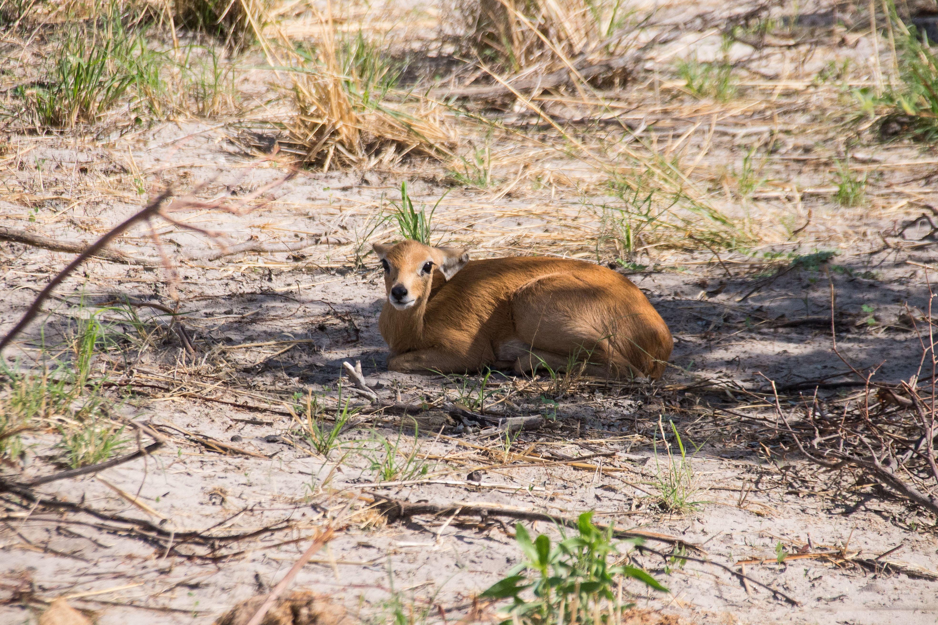 Steenbok, ou Raciphère champêtre (Steenbok, Raphicerus campestris), femelle adulte se reposant à l'ombre en milieu de journée, Kwando reserve, Delta de l'Okavango, Botswana.